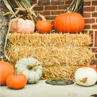 Fall Collection
