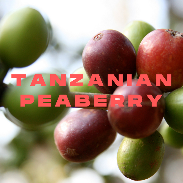 Tanzanian Peaberry Coffee