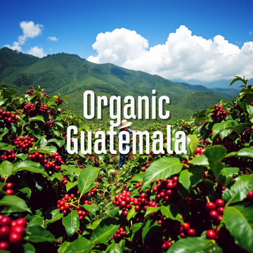 Fair Trade Organic Guatemala